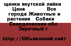 щенки якутской лайки › Цена ­ 15 000 - Все города Животные и растения » Собаки   . Свердловская обл.,Заречный г.